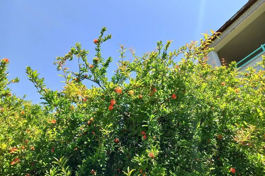 La Terrazza Sul Melograno - Magomadas Prázdninový dům